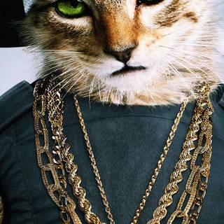 Cat HD mobile wallpaper