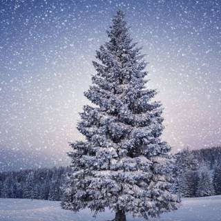 Christmas tree Mac wallpaper