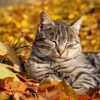 Cats autumn wallpaper