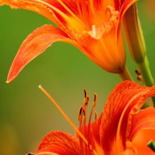 Orange flower wallpaper
