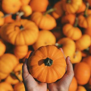 iPhone 8 Thanksgiving wallpaper