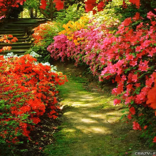 Echanted garden wallpaper