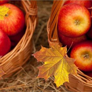 Apples autumn wallpaper