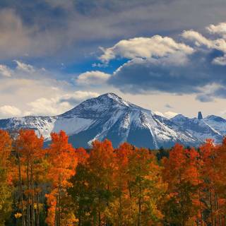 HD autumn aspens wallpaper