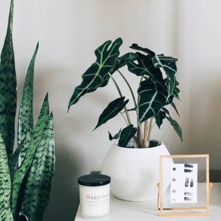 Indoor plants wallpaper