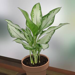 Indoor plants wallpaper