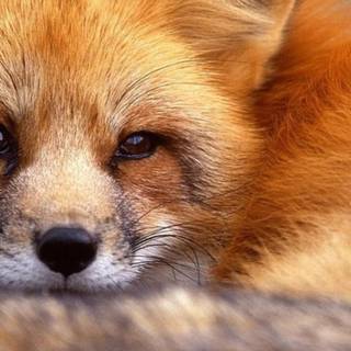 Cute fox phone wallpaper