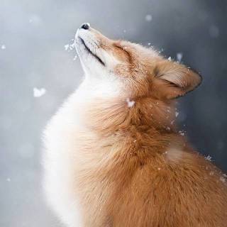 Cute fox phone wallpaper