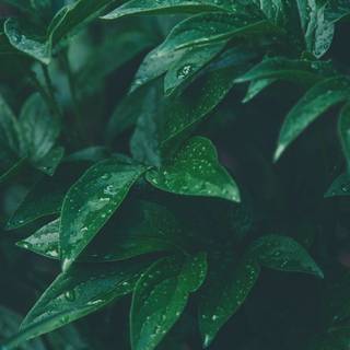 Rainy weather wallpaper