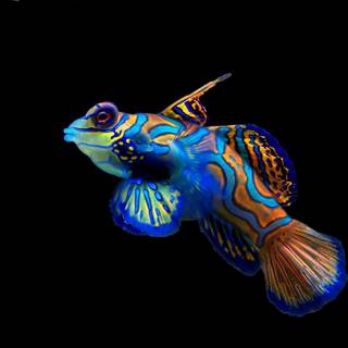 Rainbow fish wallpaper
