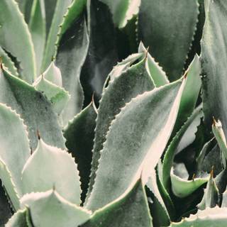 Aesthetic cactus profile pic wallpaper