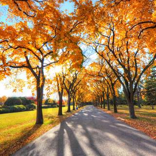 Autumn sunrise wallpaper