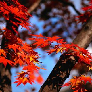 Japanese maple wallpaper