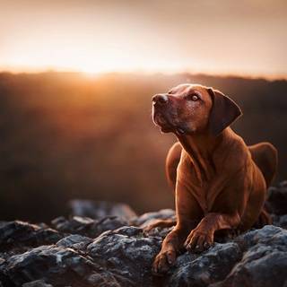 Rhodesian Ridgeback wallpaper