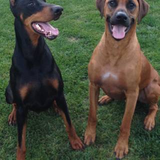 Doberman and Rhodesian Ridgeback wallpaper