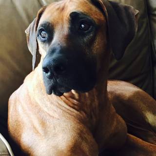 Doberman and Rhodesian Ridgeback wallpaper