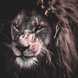 Lion painting wallpaper