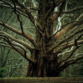 Scary plants wallpaper