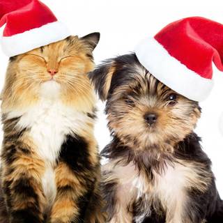 New Years animals wallpaper