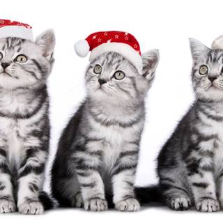 Christmas dog and kitten wallpaper