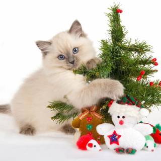 Cats Happy Christmas wallpaper