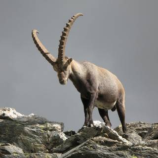 IBEX 35 wallpaper