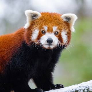 Winter animals 4k wallpaper