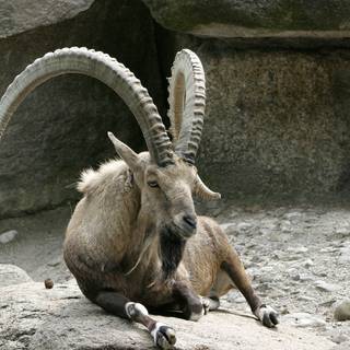 Ibex wallpaper