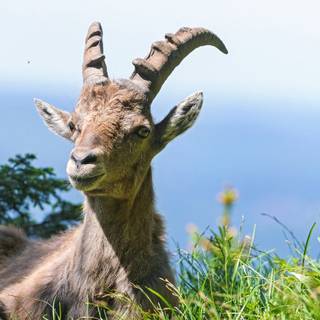 Ibex wallpaper