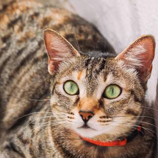 Cats and things wallpaper