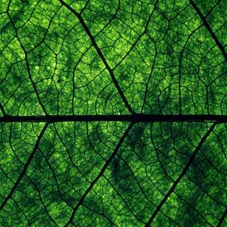 Dark green computer wallpaper