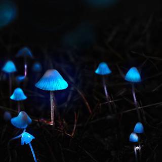 Blue mushroom desktop wallpaper