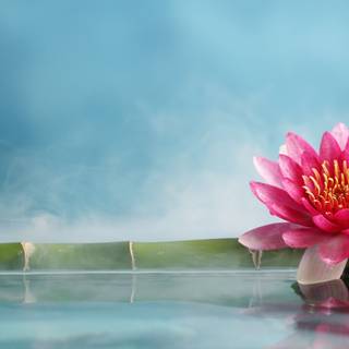 Lotus flower Ultra HD wallpaper