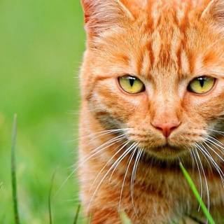 Orange tabby cat wallpaper