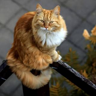 Orange tabby cat wallpaper