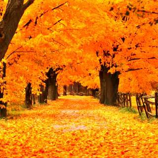 Autumn wonderland wallpaper