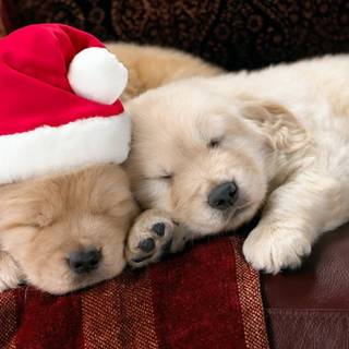 Christmas animal wallpaper