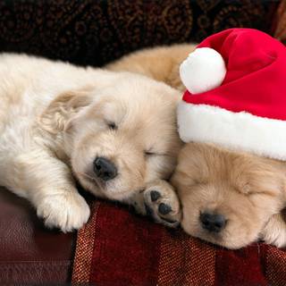 Christmas animal wallpaper