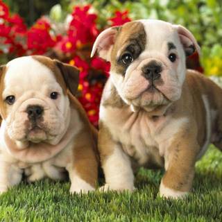 Baby Bulldog wallpaper