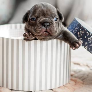 Baby Bulldog wallpaper