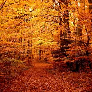 Forest in autumn wallpaper