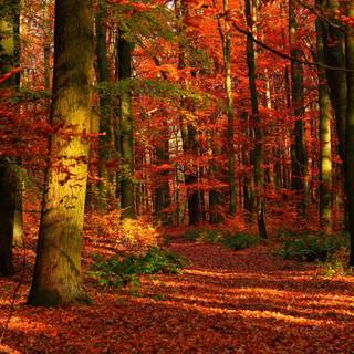 Forest in autumn wallpaper