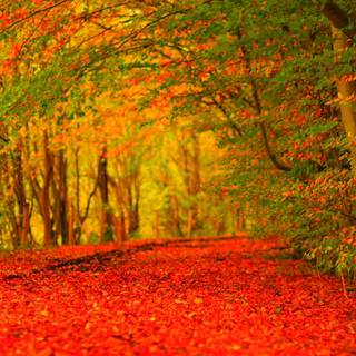 Forest in autumn wallpaper