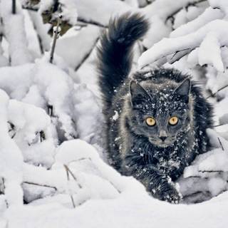 Kittens in winter wallpaper