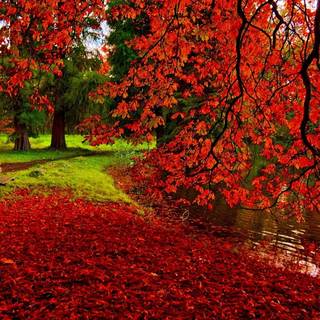 Vibrant autumn wallpaper