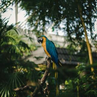 Sitting on a branch wallpaper