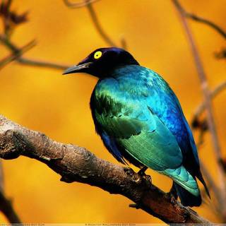Sitting on a branch wallpaper
