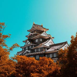 Trees autumn Ultra HD wallpaper