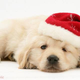 Cute dog Christmas wallpaper