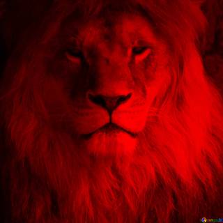 Red lion wallpaper